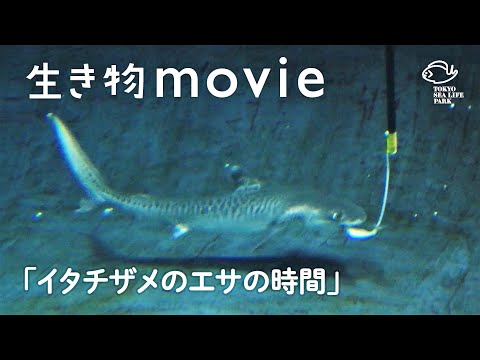 イタチザメのエサの時間／葛西臨海水族園 生き物movie