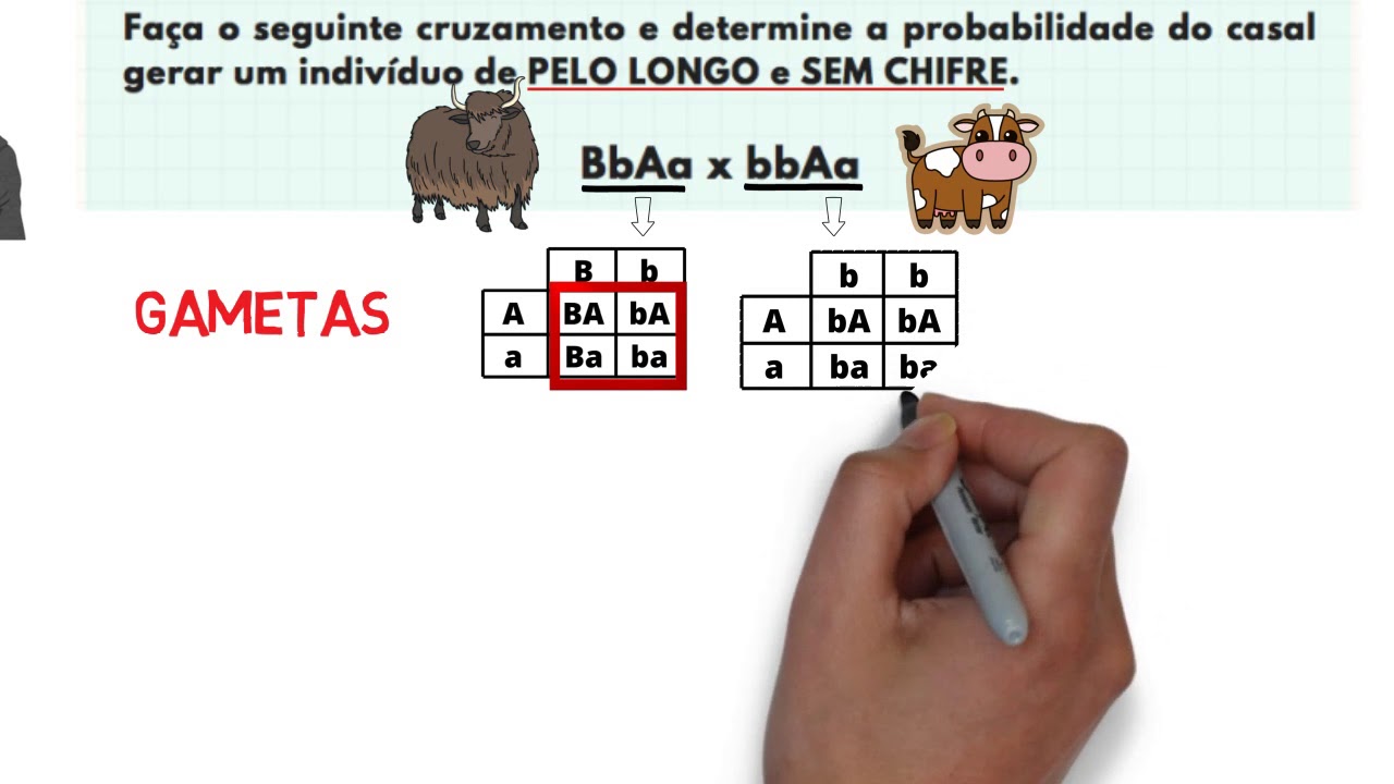 RESUMO Segunda LEI de MENDEL com exercício