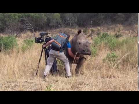 When A Full-Grown Rhino Demands Belly Rubs, You Give It Belly Rubs