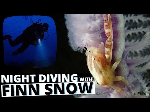 Scuba Diving at night in Dauin, Philippines