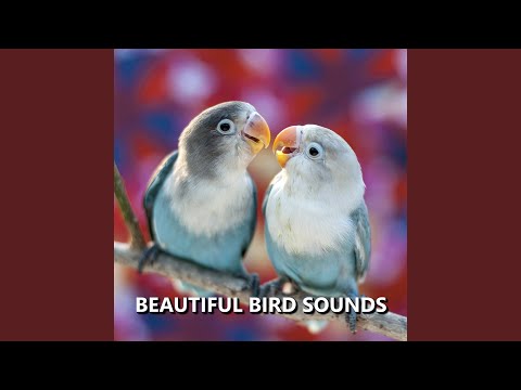 Deluxe Summer Bird Sounds