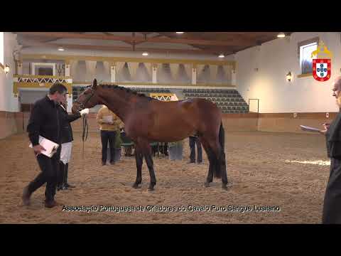 220129 20 Nório - Aprovação de Garanhões