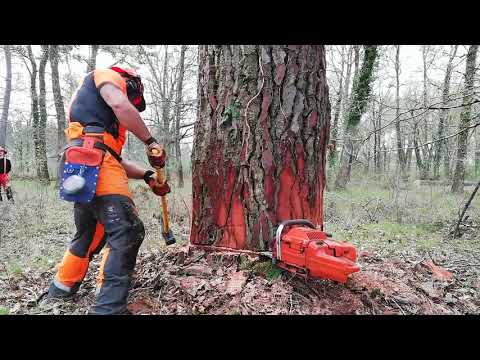 download lagu mp3 mp4 Formation Bucheron, download lagu Formation Bucheron gratis, unduh video klip Formation Bucheron