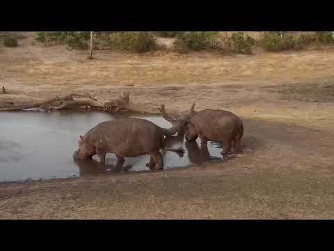 Djuma: Two Hippos arrive - 18:03 - 09/25/19