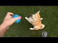 Shiba Inu welpen kaufen