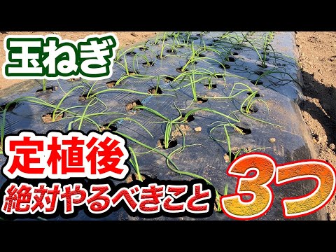 玉ねぎの隣に植える花はどれですか?タマネギのウジ虫を防ぐ植物を発見する  庭園