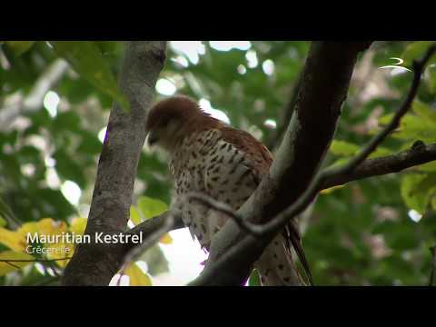 Tikoulou - La Légende de Bel Ombre