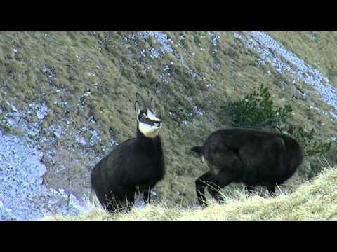 Gamsbrunft - Tirol 2011