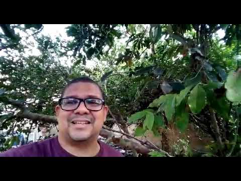 Racismo - Números 12 - Direitos Humanos. - Vale a pena ser Crente.