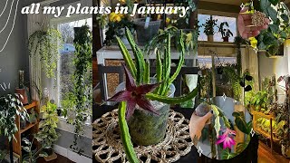 first houseplant walk through of 2025 🌿 it's winter but they are thriving!