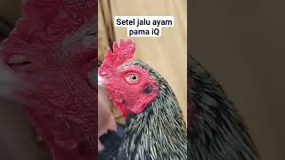 Download lagu cara setting jalu ayam pama #ayam #pakhoy mp3
