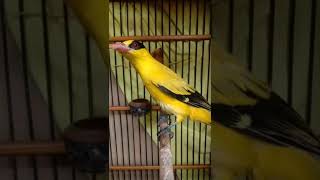 Download lagu suara pikat burung kepodang emas dijamin langsung nyaut mp3