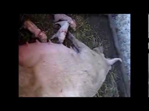 Lechoncitos en la  Escuela Rural N°34 de Paso Roldán.