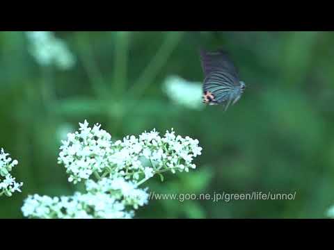 アオバセセリの飛翔をスロービデオ