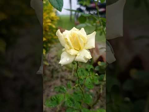 Yellow Rose |#shorts |video #naturelovers Asheesh Garden