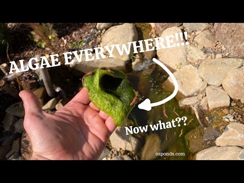 String algae in a new pond | What should you do?