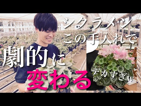 園芸 ナポリシクラメン、カーペットを敷くような美しい球根植物