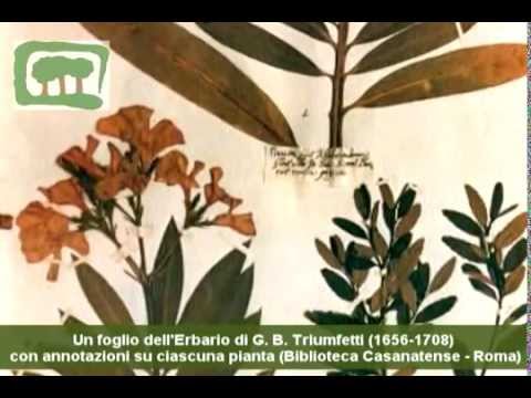 Ama lentiggini Guardi il pacco da prezzemolo da pigmentary nota tutti