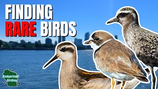 Unexpected Visitors: Chasing Rare Birds in Milwaukee!