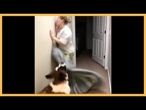 Dog Disappearing Trick Fail | Gone Wrong / Run Into Wall
