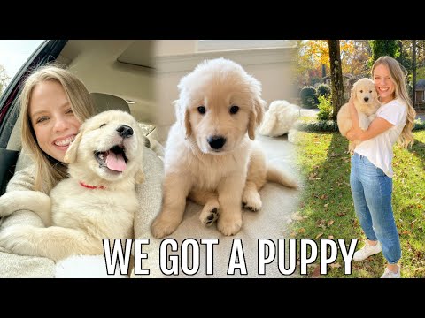 GETTING OUR GOLDEN RETRIEVER PUPPY! first day home + puppy haul!