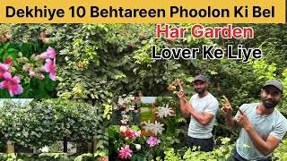 10 Shandar Phoolon Ki Bel Aapke Garden Ki ShaanGhar Ko Banaye Swarg Jaisa