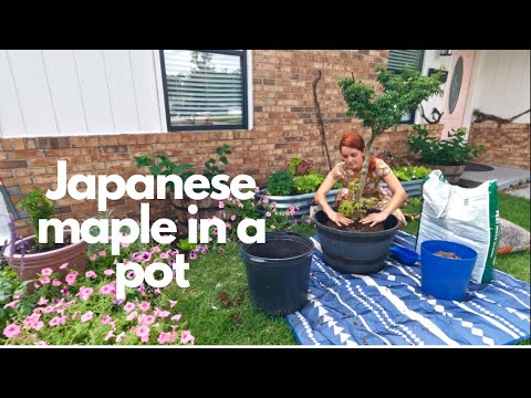 Planting my japanese maple tree Shishigashira in a new pot:: The potting soil I used 🌳🍁
