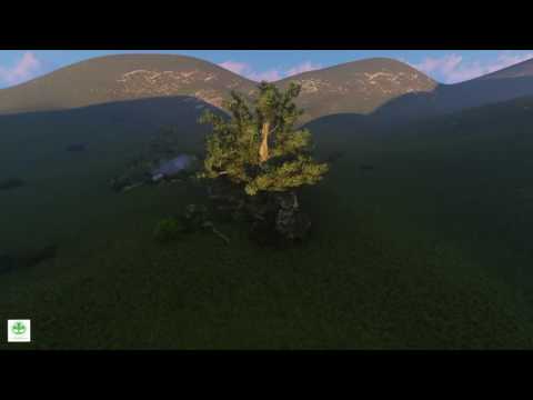 The Great Forest of Aughty Animation Video