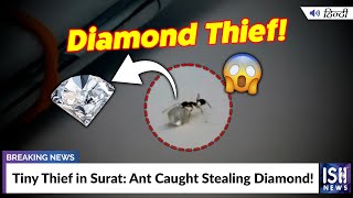 Tiny Thief in Surat: Ant Caught Stealing Diamond!