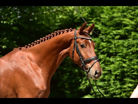 4 yo old talent for sale @SporthorsesTV