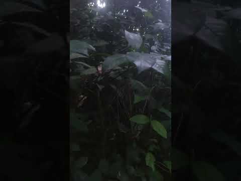 A mata tem direção 🌿 | Vale do Ribeira