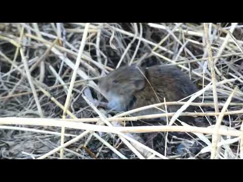 Hraboš poľný (Microtus arvalis) — Feldmaus / nornik