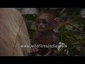 Cute Baby Gray Langur With Goatie Suckles Mother S Milk