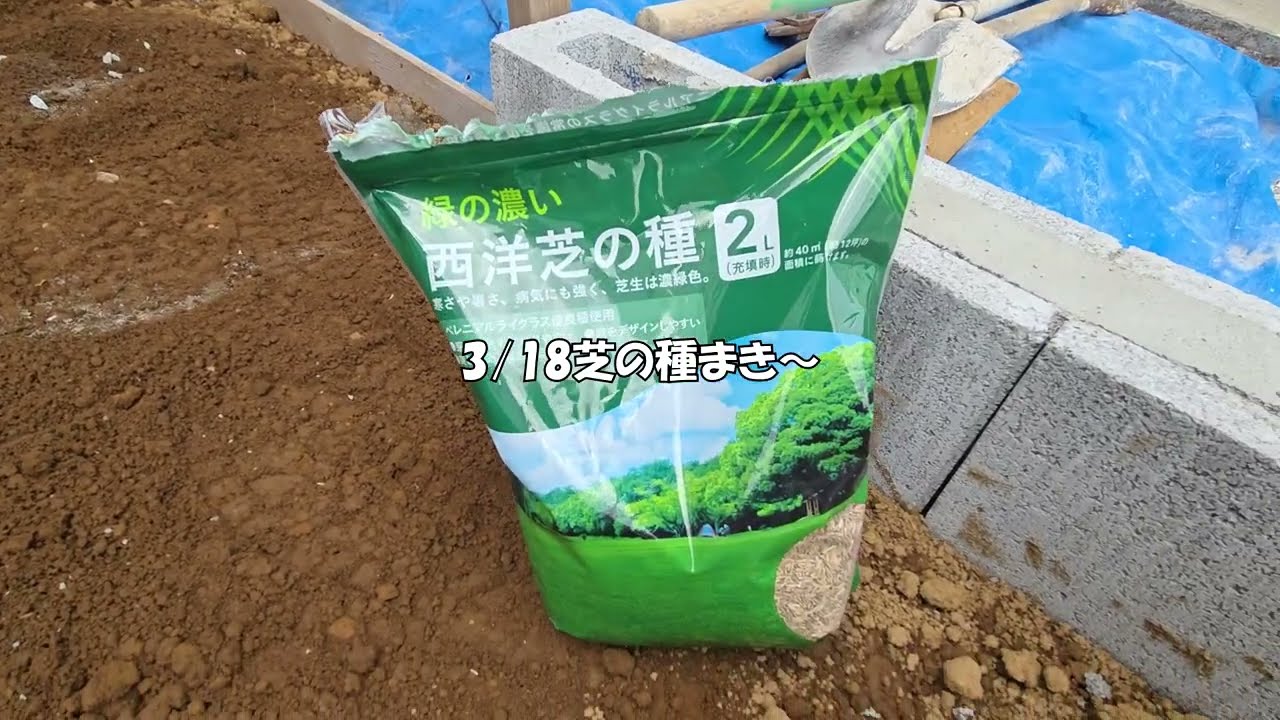 ゾウガメさん新居の芝・・・今回は上手く行くか！？【3/4】New Lawn for Our Giant Tortoise—Will It Work This Time?