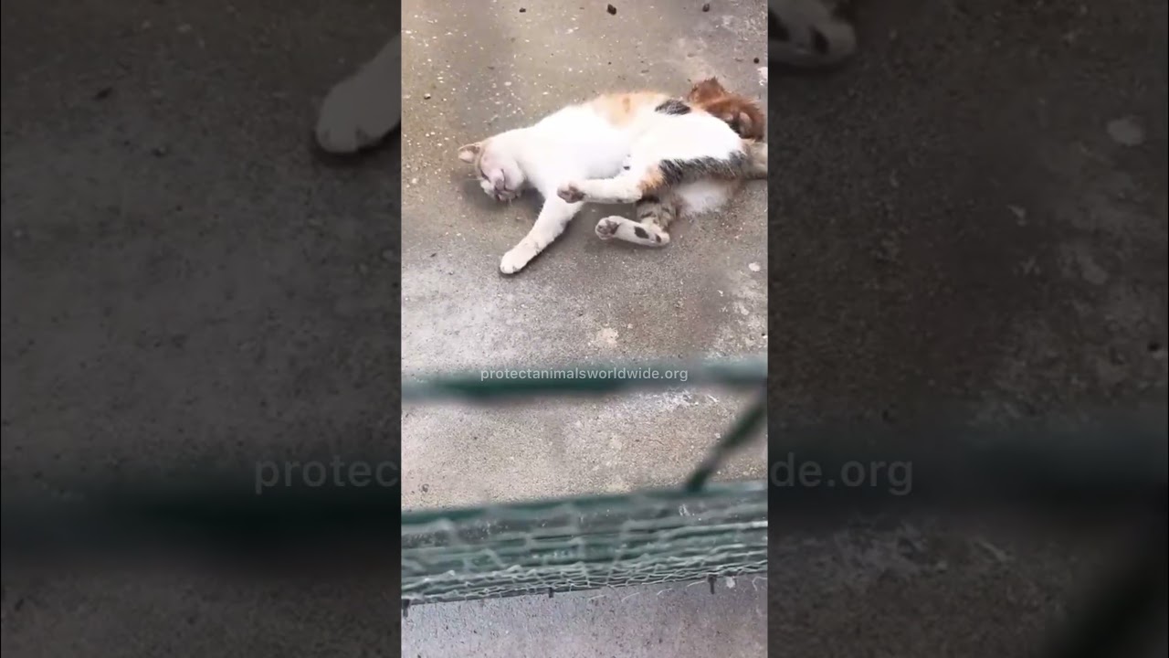 Fadik video