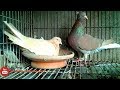 Coloring Pigeons Breeds Red Yellow Musaldom Pigeons Bd Rahman Pigeons Loft