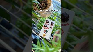 Video thumbnail for Coconut Compressor by FruitFX by Jordan Wav