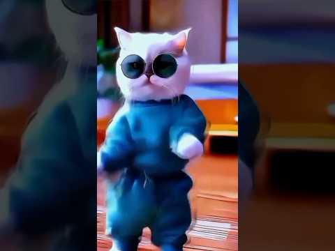 Cute cat dancing video.. Kitten video.. #cat #cutecate #funny #funnycate #kitty #catplay #catblogger