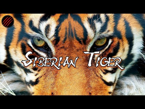 Is a Siberian Tiger the Perfect Predator? Biggest Cat on Earth