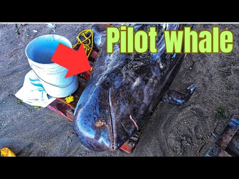 This  happens when pilot whales are caught in St.Vincent #caribbean #culture 