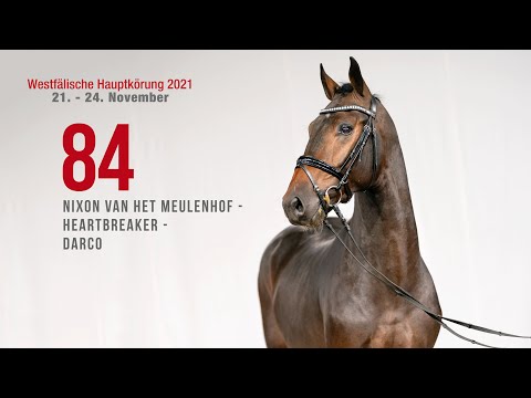 Hauptkörung 2021 Reitpferdehengste Kat-Nr. 84  Nixon van het Meulenhof - Heartbreaker - Darco