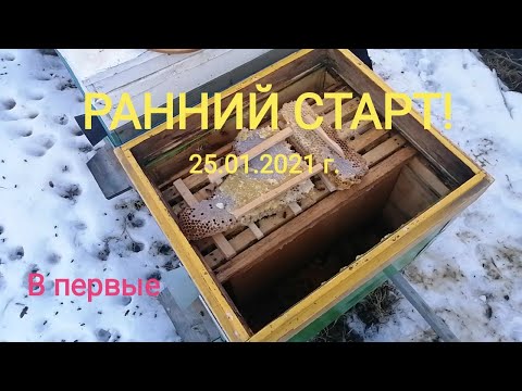 Ранний расплод Активные пчело семьи мои действия.