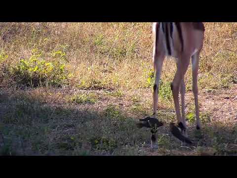 Djuma: Impala with Oxpeckers on it - 15:32 - 04/21/21