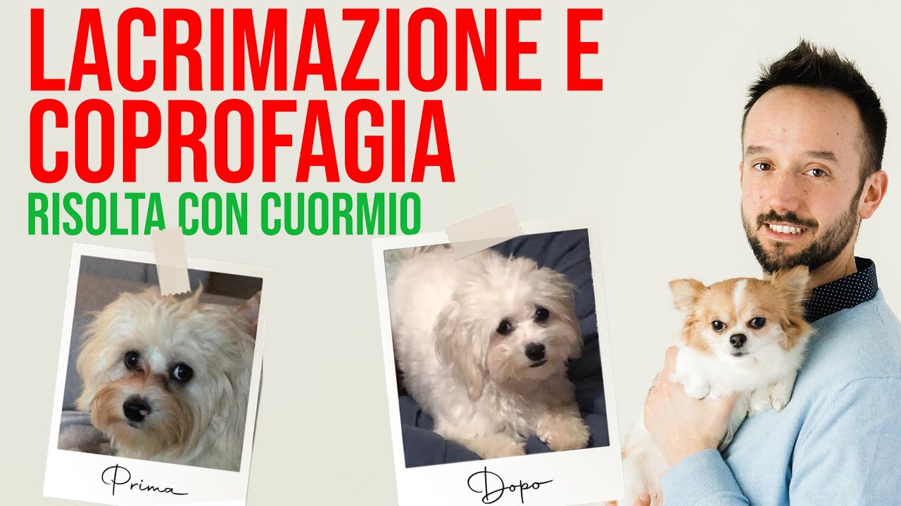 Lacrimazione risolta e pelo migliore per il maltese Cody