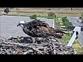 Hellgate Canyon Ospreys ~ Iris Seeks Fish Security, Aug 05, 2022