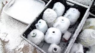 Icy TIme Winter Sowing 15 degree day.... #brrrrr