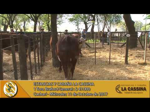 11-10-17 Venta de Toros Braford Generales - Estancias y Cabaña La Cassina - Cacharí