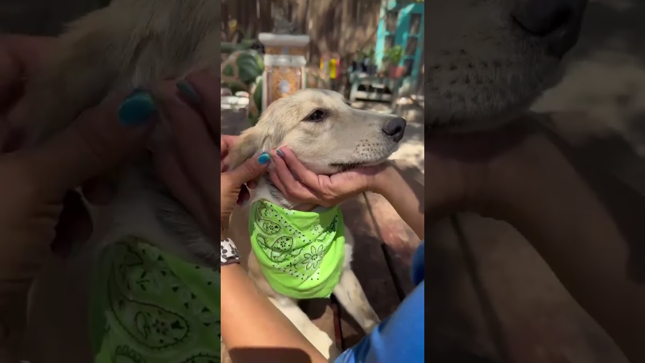 Enlarge Freya, a Adopted mixed breed in Willington, CT video 5/5