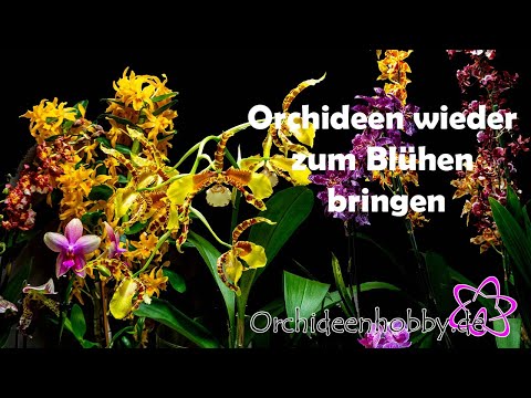 So verwandelst du deine Orchideen in blühende Schönheiten