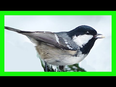 Coal Tit Bird Song, Call, Sound, Chirp, Sound, Voice - Carbonero Garrapinos Canto - Periparus Ater